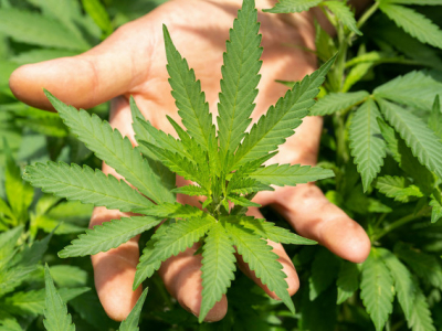CBD 101 : Tout ce que vous devez savoir avant de commencer