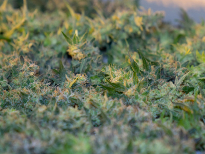 Le CBD, une plante éco-friendly ? On vous dit tout