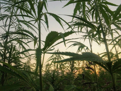 Le chanvre, cette plante magique qu’on redécouvre enfin