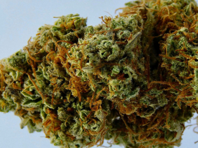 Les fleurs de CBD : mode d’emploi pour débutants 