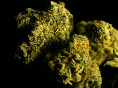 Comment le CBD agit sur notre système endocannabinoïde ?