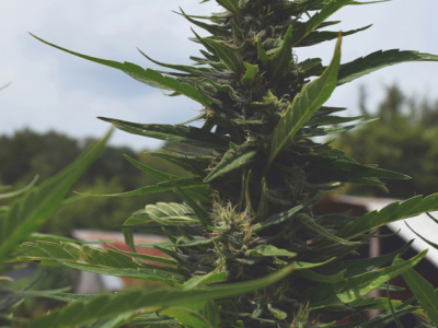 Le chanvre : une plante millénaire aux 1000 usages